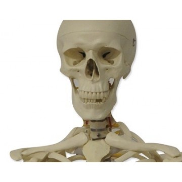 Esqueleto humano 180 cm