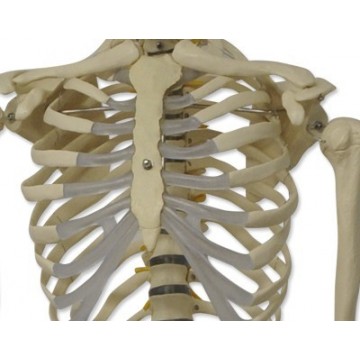 Cinturón de araña para tablero espinal