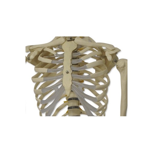 Esqueleto humano 180 cm